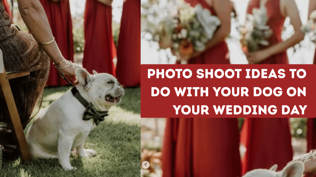 Adorable, heartfelt, and fun photo shoot ideas to do with your dog on your wedding&nbsp;day!
