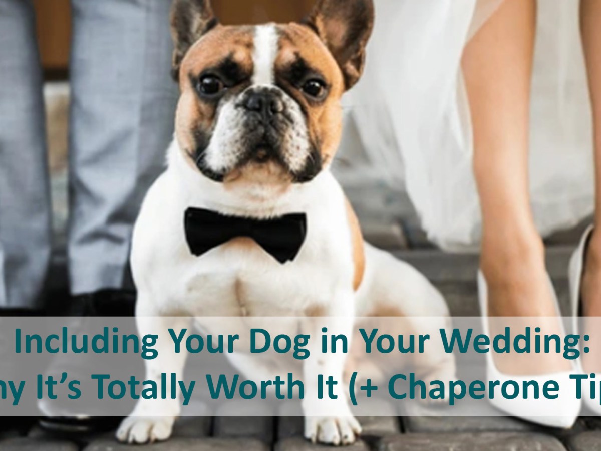Including Your Dog in Your Wedding: Why It’s Totally Worth It (+ Chaperone&nbsp;Tips)