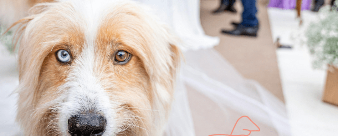 At Styled Up Pup, we make it easy to include your beloved pet in your celebration with a bespoke chaperone service tailored to your wedding day.