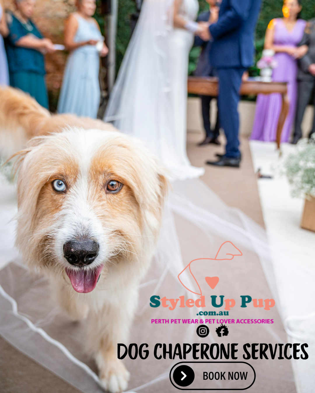At Styled Up Pup, we make it easy to include your beloved pet in your celebration with a bespoke chaperone service tailored to your wedding day.